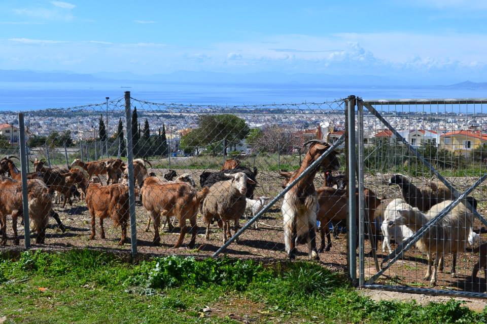 Μαντρί – κολαστήριο στην Άνω Γλυφάδα αύριο δικάζεται ο ιδιοκτήτης του